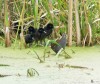 Ad. Wasseralle mit pulli, 19.07.12, Foto: W. Pott.