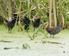 Ad. Wasseralle mit pulli, 19.07.12, Foto: W. Pott.