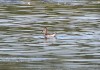 juv. Dunkler Wasserläufer, Scheringt., 19.08.12, F.: A. Langer