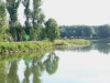 Naturschutz am Radbodsee, 18.08.2012, Foto: W. Pott.