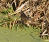 juv. Wasserralle, Scheringteiche, 18.08.12, F.: W. Pott.