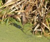 juv. Wasserralle, Scheringteiche, 18.08.12, F.: W. Pott.