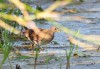 juv. Tüpfelsumpfhuhn, Scheringteiche, 13.08.2012, Foto: A. Müller.