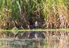 Tüpfelsumpfhuhn u. juv. Wasserralle, Scheringteiche, 01.08.12, F: A.Langer