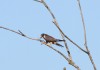 Baumfalke m. Libelle, Scheringteiche, 01.08.2012, Foto: A.Langer