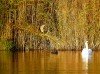 Rohrdommel, Teich Tibaum, 22.10.2012, Foto: J. Hundorf