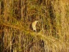 Rohrdommel, Teich Tibaum, 22.10.2012, Foto: J. Hundorf