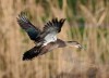 unberingt und voll flugfähig (Foto: A. Müller)