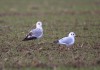 Sturmmöwe (1. W) und ad. Lachmöwe,  Pelkum, 08.12.12, Foto: A. Langer