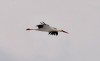 Hammer Storch fliegt  zur Nahrungssuche ins NSG, 12.03.13, F.: H. Regenstein