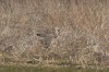Raufußbussard, Weetfeld, 28.03.13, Foto: A. Langer.