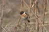 der 'Singvogel des Monats' ...., Osterbönen, 29.03.13, Foto: A. Langer