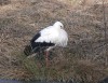 Ringstorch, Lippewiesen, 27.03.2013, Foto: W. Pott.