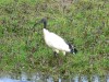 Heiliger Ibis (unberingt), Disselmersch, 10.05.13, Foto: W. Pott.