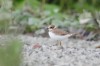 Flussregenpfeifer (juv.), DuPont, 2.07.13, Foto: A. Müller.