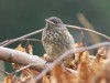 Garten-x Hausrotschwanz-Hybride, obwohl beide fütternden...