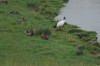 Heiliger Ibis, Lippealtarm, 12.09.2013, Foto: N. Pitrowski