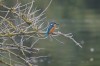 Eisvogel, Radbodseegebiet, 24.09.2013, Foto: N. Pitrowski