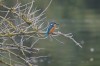 Eisvogel, Radbodseegebiet, 24.09.2013, Foto: N. Pitrowski