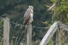 Mäusebussard, Radbodseegebiet, 24.09.2013, Foto: N. Pitrowski