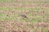 derselbe Brachvogel, 08.09.2013, Foto: A. Langer