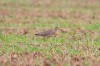 Großer Brachvogel bei Unterallen, 08.09.2013, Foto: A. Langer