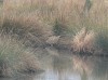 Rohrdommel bei Heessen, 25.01.2014, Foto: W. Pott.