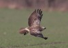 Mäusebussard bei Rhynern, 14.02.2014, Foto: A. Langer