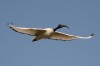 Heiliger Ibis, Radbodsee, 06.03.2014, Foto: N. Pitrowski