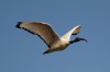 Heiliger Ibis, 06.03.2014, Radbodsee, Foto: N. Pitrowski