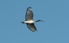 Heiliger Ibis (ad.), Scheringteiche, 13.03.2014, Foto: J. Thier.