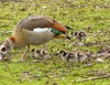 Nilgänse, 28.02.2014, Foto: W. Pannewig