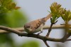 ... durch dunkle Beine und dunkler graue Ohrdecken, Fotos: A. Langer