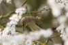 Im Frühling verzehrt der Zilpzalp neben kleinen Insekten ....