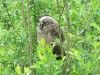 Waldohreule (juv.) bei Frielinghausen, 26.05.2014, Foto: W. Pott.