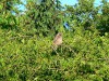 Waldohreule (juv.) bei Uentrop, 25.05.14, Foto: W. Pott.