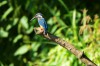 Eisvogel, Radbodsee, 10.07.2014, Foto: N. Pitrowski