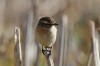 ... Insekten-Nahrung erbeuten, Kuhweide, Fotos: A. Langer