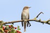 ... schaut sich nach Insekten um, 25.8.14, Fotos: A. Langer