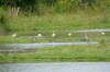 Löffler und Seidenreiher im NSG Alte Lippe und Radbodsee, 22.08.2014