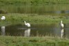 Löffler, NSG Alte Lippe und Radbodsee, 20.08.2014, Foto: N. Pitrowski