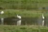 Löffler, NSG Alte Lippe und Radbodsee, 20.08.2014, Foto: N. Pitrowski