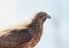 Mäusebussard bei Holthöfen, 12 03.15, Foto: A. Langer