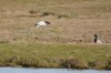 Heiliger Ibis, Lippeltarm, 03.03.2015, Foto: N. Pitrowski