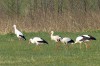 Weißstörche am Lippe-Auen-Pfad, 10.04.2015, Foto: H. Regenstein