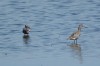 Dunkler Wasserläufer, Disselmersch, 21.04.2015, Foto: N. Pitrowski