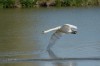 Höckerschwan, RSG, 28.04.2015, Foto: N. Pitrowski