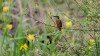 Eisvogel, Disselmersch, 24.05.2015, Foto: R. Biermann