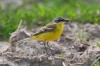 futtertragende Wiesenschafstelze, Unterallen, 28.05.2015, Foto: A. Langer