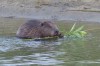 Biber an der Lippe in Hamm, 08.06.2015, Foto: H. Regenstein